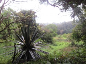 Monteverde 13      